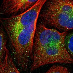 EFCBP2 Antibody, Novus Biologicals 0.1mL; Unlabeled:Antibodies, Polyclonal